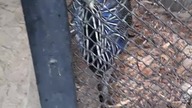 Lovely Vulturine Guinea Fowl 