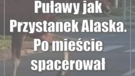 Puławy jak Przystanek Alaska.  Po mieście spacerował łoś