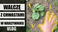 Walka z CHWASTAMI w WARZYWNIKU - VLOG