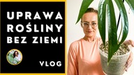 Uprawa roślin domowych bez ziemi.  PÓŁ HYDROPONIKA- od czego zacząć?