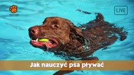 Jak nauczyć psa pływać