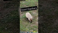 Dzień Kapibary