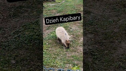 #rankoukulele #dzieńkapibary #shorts