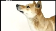 Wszystko o psach Bulterier miniaturowy, dingo, seter angielski, wonder dog, borzoj, szpic wilczy.  D