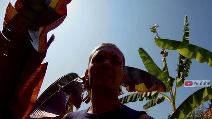 Odc. 484-Skąd mam sadzonki bananów,(dron) nawożenie małych egzotyków, widoki na Żuławy Elbląskie