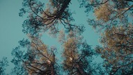 Ognisty ptak 2021.pl 1080p