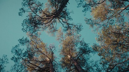 Ognisty ptak 2021.pl 1080p