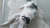 Cats Helping in Saturday tidy out