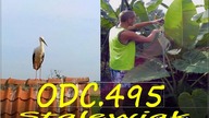 Odc. 495-Colocasia gigantea-szybki wzrost, mierzenie +bocian+ wirtualny brat 