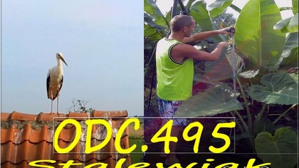 Odc. 495-Colocasia gigantea-szybki wzrost, mierzenie +bocian+ wirtualny brat 