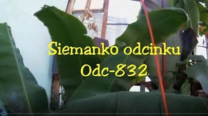 Odc-832-Cz. Nr 5. Przegląd tygodniowy w szklarni,piwnicy,veutiny,maurelii,sikkimensis itp(20. 12. 2019R)