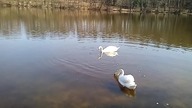 Jadowite łabędzie
