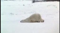 funfilm smieszny niedzwiadek, happy bear