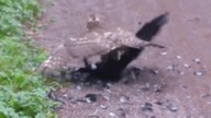 Walka Ptak&oacute;w Jastrząb upolował Wronę