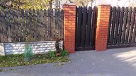 Jamnik vs kot / Dachshund vs cat