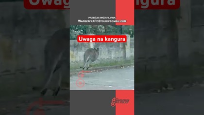 Warszawa zaskakuje.  Dziś zamiast przechodnia przez jezdnię przebiegł kangur #warszawa #kangur