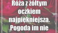 Róża z żółtym oczkiem najpiękniejsza.  Pogoda im nie sprzyjała
