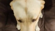 Międzynarodowy Dzień Psa! Rubik pozdrawia SK! Dajcie jakiś smakołyk swoim psiakom ;) #pies #dogdays