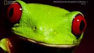 NATIONALGEOGRAPHIC - 29-12-2020 - Autopromocja 2x, Reklama