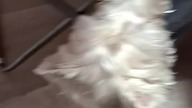 Cute Dog | West Highland White Terrier #dogsofyoutube #westhighlandwhiteterrier #shorts #dogs