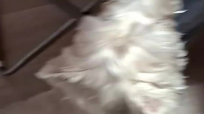 Cute Dog | West Highland White Terrier #dogsofyoutube #westhighlandwhiteterrier #shorts #dogs