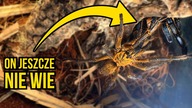 SAMIEC Z AFRYKI POR***AŁ I UCIEKŁ...  Harpactira pulchripes