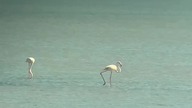 Flamingi i tradycyjne łodzie fellouki w okolicach Sfax #podr&oacute;że #kamperen #tunezja #travel #wakacje