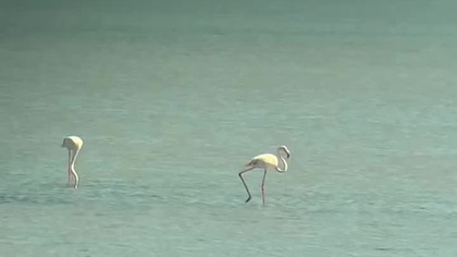 Flamingi i tradycyjne łodzie fellouki w okolicach Sfax #podr&oacute;że #kamperen #tunezja #travel #wakacje