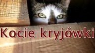 Kocie kryjówki