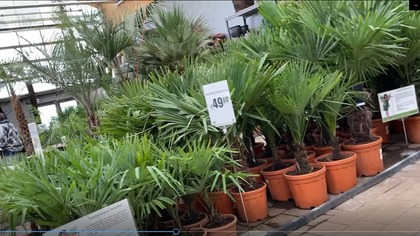 Sklep z roślinami w Belgii - Famiflora Raj z roślinami:Cytrusy,palmy,juki,banany,ceny itd