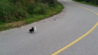 Skunks z puszką po coli na głowie