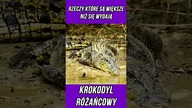 RZECZY KTÓRE SĄ WIĘKSZE NIŻ SIĘ WYDAJĄ - KROKODYL RÓŻAŃCOWY
