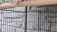 Gołąbki diamentowe - nowy nabytek