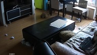 Gdy samotny pies  w domu się nudzi