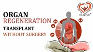 Organ Regeneration.  Transplant Without Surgery.  Regenerative Medicine.  Aleksander Haretski.