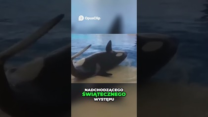 Tragiczna Śmierć Trenera Orki Historia Alexis Martinez