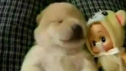 Funny Videos World's Most Funny Dog Videos Compilation 2014