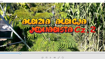 89 Albicja jedwabista Albizia julibrissin. Cz. 2