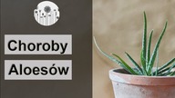Dlaczego aloes ma pomarszczone, wiotkie, miękkie, brązowe czy żółte liście? Choroby aloesów