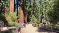 Sequia Park, Kalifornia, USA