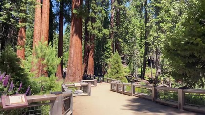 Sequia Park, Kalifornia, USA