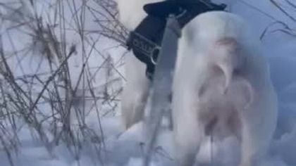 video 22ef5b210500c8762090c5f43ce2cf53 V