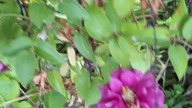 Clematis HOT KISSES #clematisy