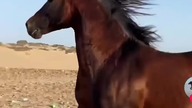 horse 2 #trueman #true #love #śmieszne #motywacja