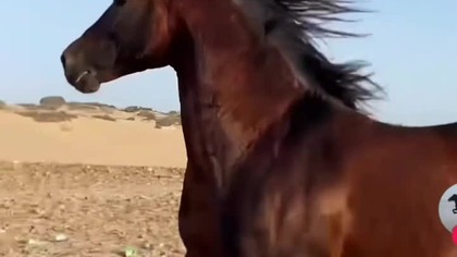 horse 2 #trueman #true #love #śmieszne #motywacja