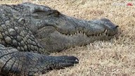 RPA: Brazylia jak krokodyl. Brzydka, niemrawa, ale jak kłapnie...