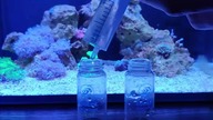 No3 test marine aquarium #aquarium #marineaquarium