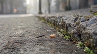 Mrówki.  Państwo pod ziemią