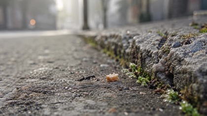 Mrówki.  Państwo pod ziemią
