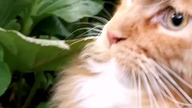 Socjalizacja kotów czyli jak nie drzeć kota z kotem & #mainecoon #socjalizacjakotów